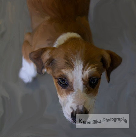 Shelter Puppy