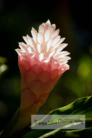 Pink Ginger – Alpinia Purpata