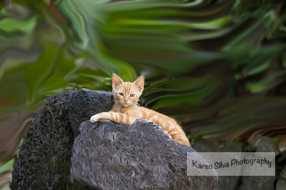 Feral Kitten