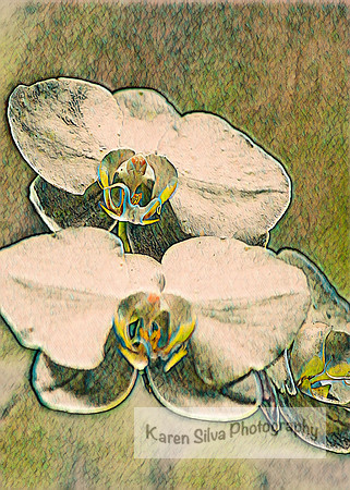 Phalaenopsis (moth) orchids