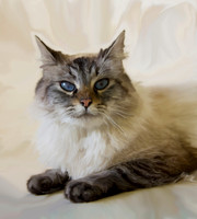 Capture in Time - Cats