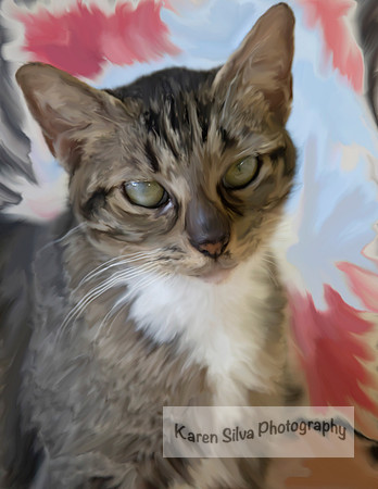 Tabby