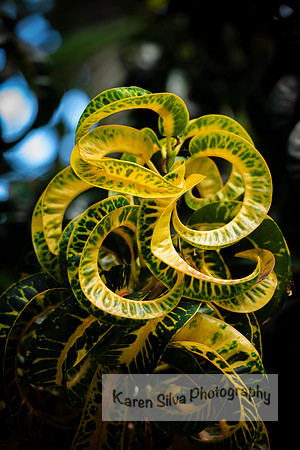 Ramshot Croton