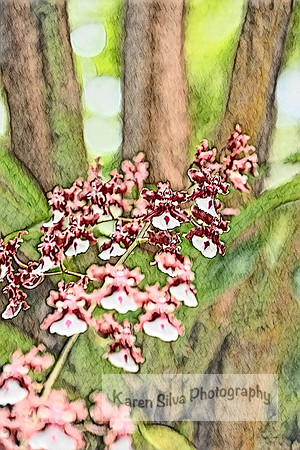 chocolate orchid