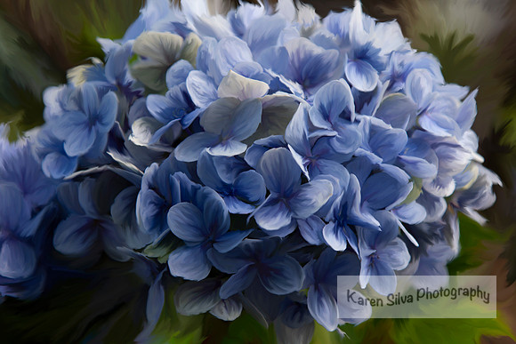 Hydrangea Macrophaylla