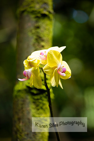 Yellow Phalaenopsis Orchid