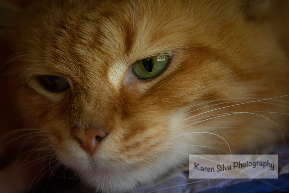 Garfield #2