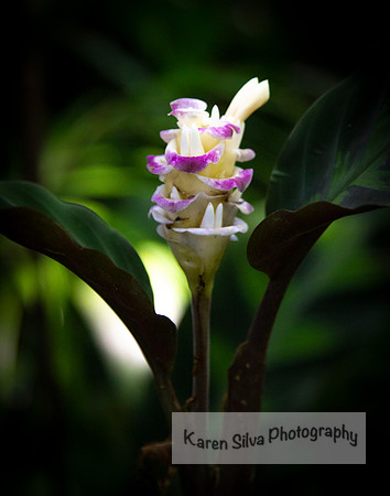 Curcuma Ginger
