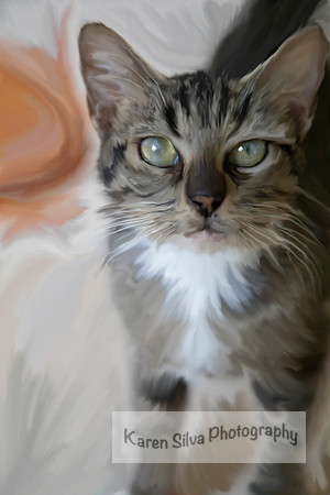 Tabby