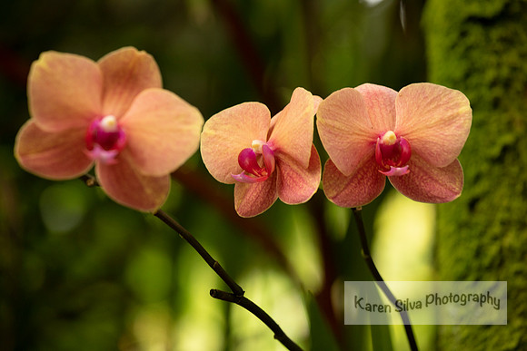 Phalaenopsis (moth) orchid