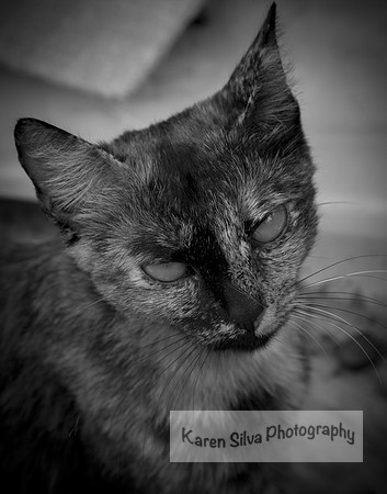 Little Ms Attitude