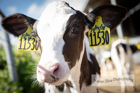 Cow Rescue #13