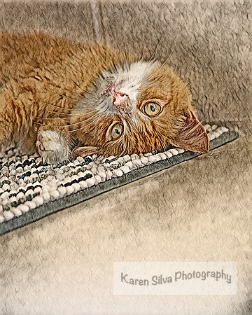 Mr Kit Kat