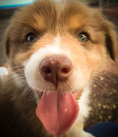 Ozzy Puppy Love