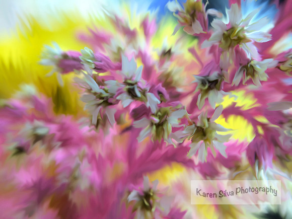 Pink, white and yellow Flowers