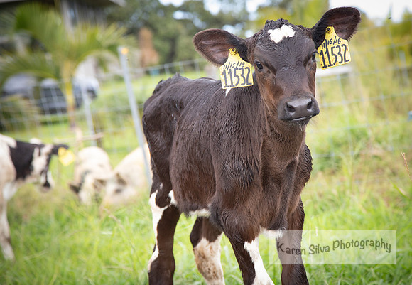 Cow Rescue #14