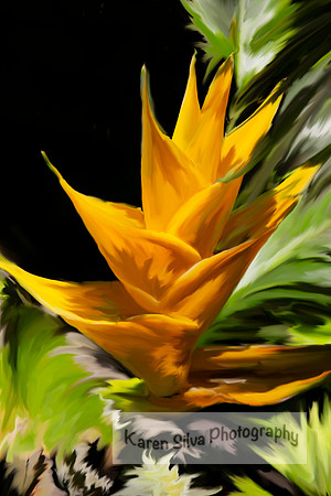 Heliconia Caribaea Lam – Wild plant
