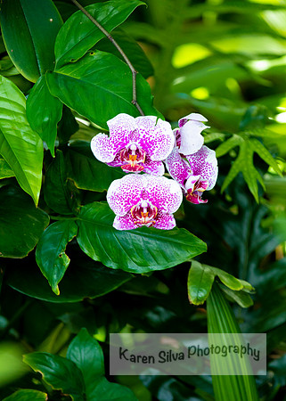 Leopard Prince Moth Orchid