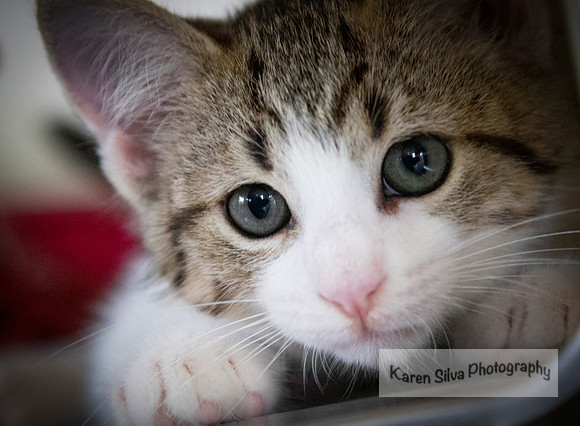 Kitten