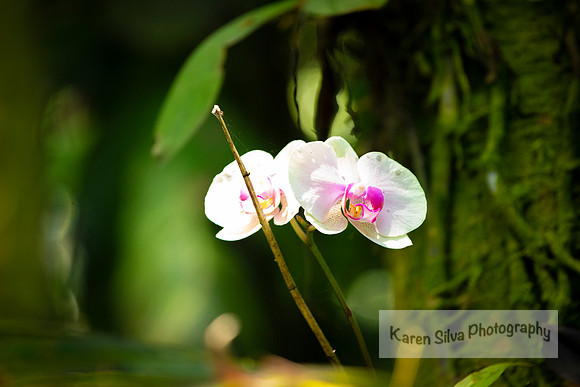 Phalaenopsis Su’s Amour