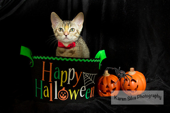 Humane Society