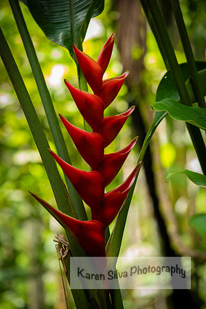 Heliconia platystachys