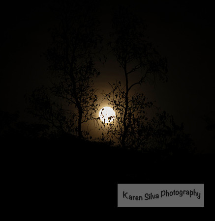 Moon Rising