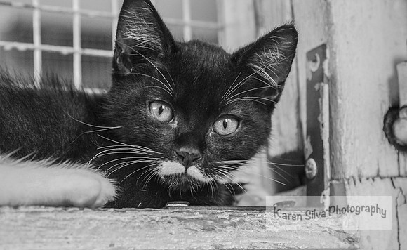 Zorro #2