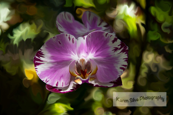 Purple and White Moth Orchid