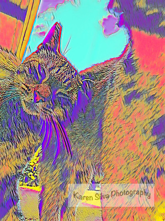 Two Cats Love