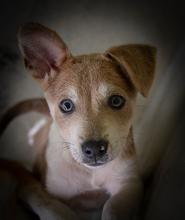Puppy Love