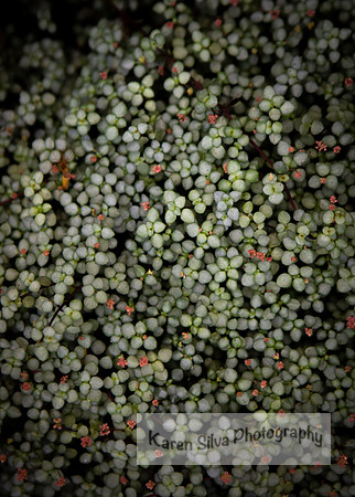 Lady Bugs