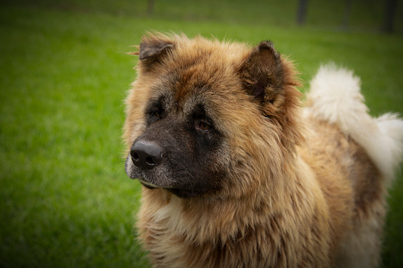 Displaced Doggie