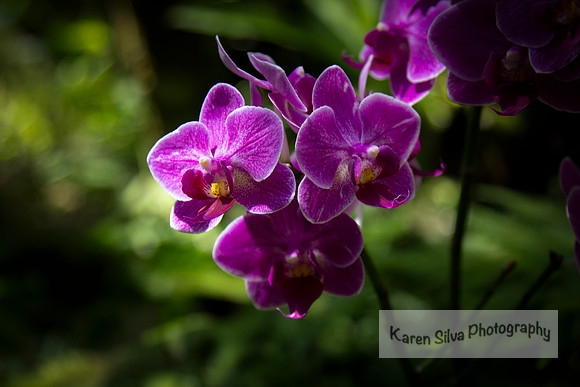 Doritaenopsis orchid