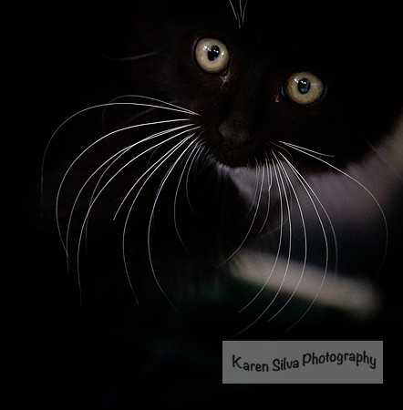 Kitty