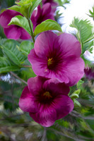 Captured in Time - Flowers & Things