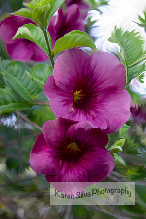 Purple Allamanda