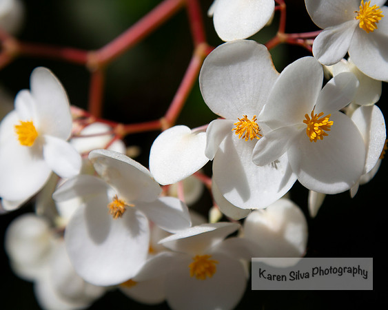 Tuberous Begonia