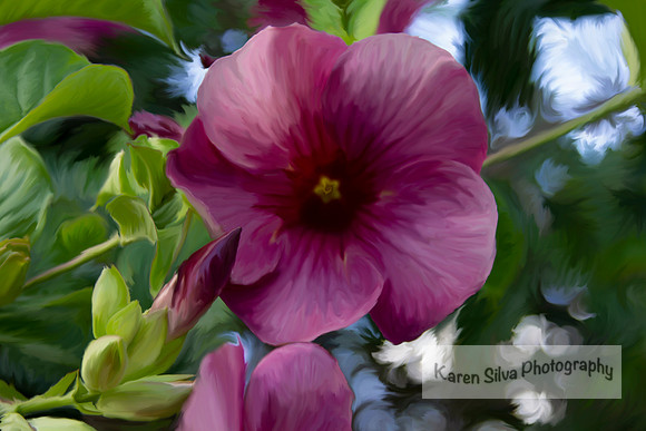 Purple Allamanda