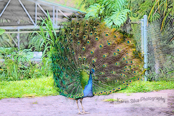 Peacock at the Zoo
