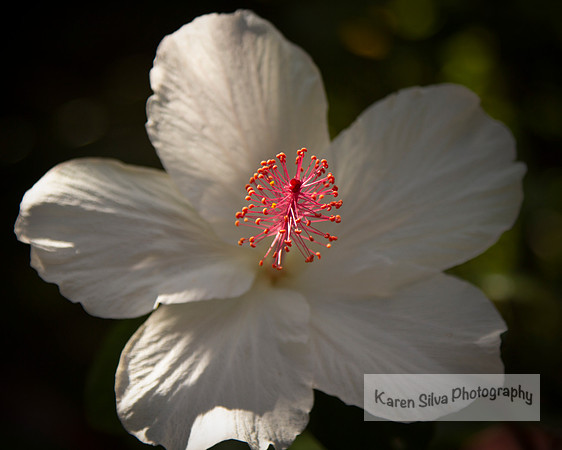Native White Hibiscus