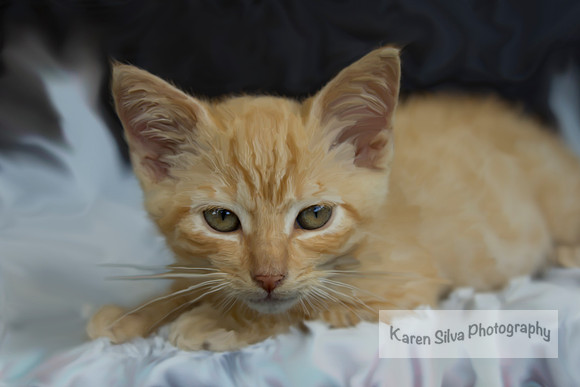 Feral Kitten