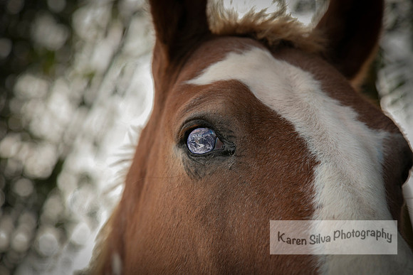 Wonders of a Horse