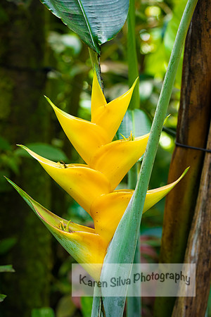 Yellow Parrot beak Heliconia