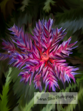 Aechmea Hoppii