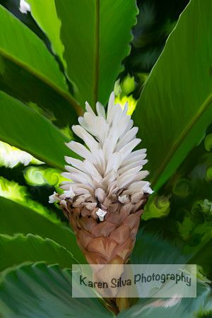 White Tropic Ginger Plant