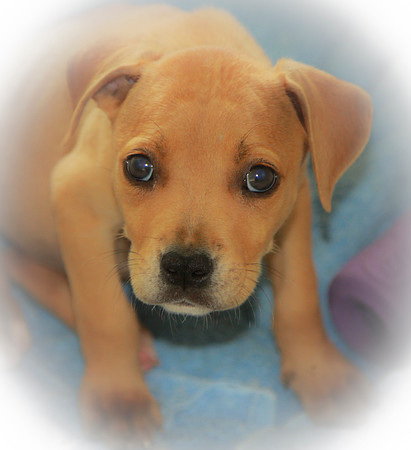Daisy