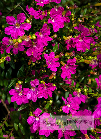 False heather