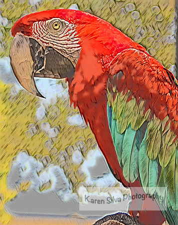 Polly