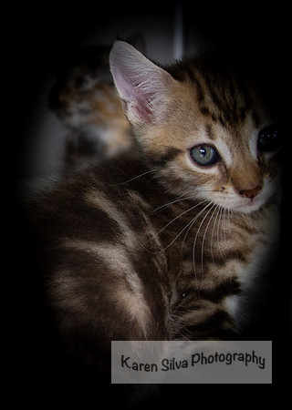 Sweetness